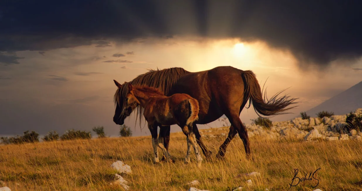 Konji na planini/Behla