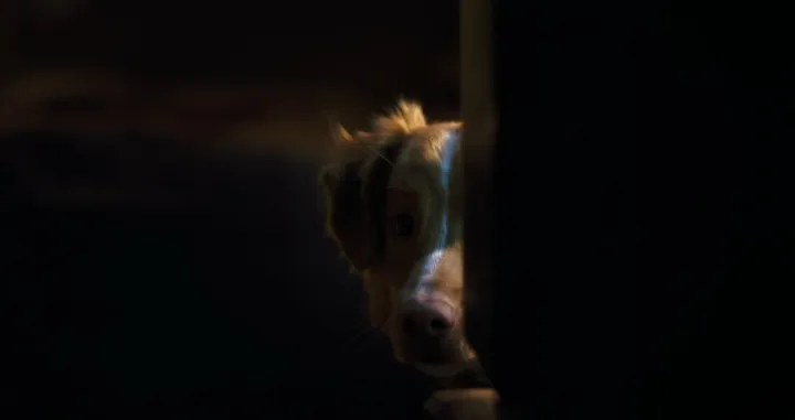 Debi američkog reditelja Bena Leonberga/