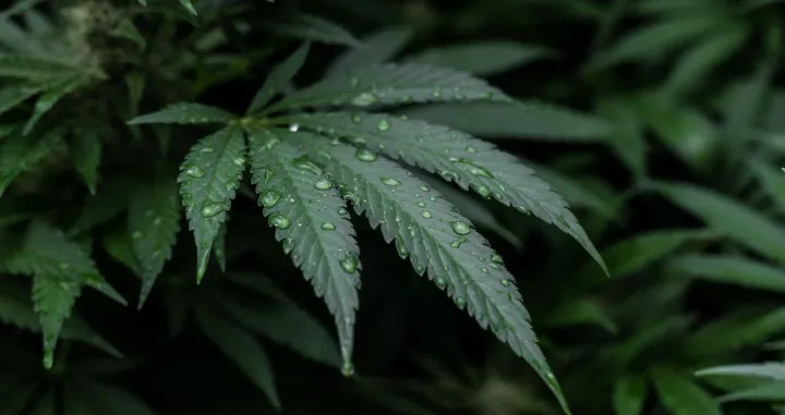 Bundesrat dao zeleno svjetlo/ Ilustracija/