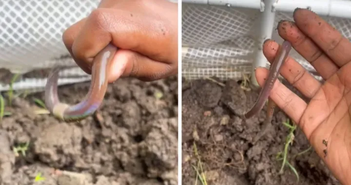 Crv, stvorenje, opasna vrsta/