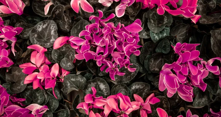 Jedan od najljepših zimskih cvjetova/Free Pik