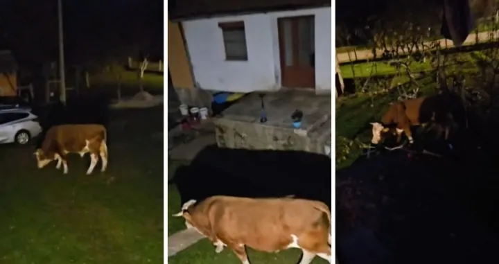 Bik mjesecima luta i plaši mještane/Dnevnik.hr