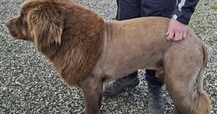 Ošišani pas newfoundlander koji podsjeća na lava/Gardainsta