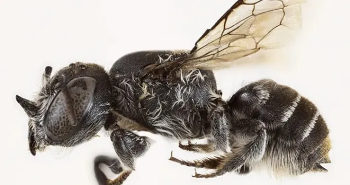 Nova vrsta/BBC/Kit Prendergast/