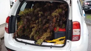 Pronađene stabljike indijske konoplje/PU Doboj//