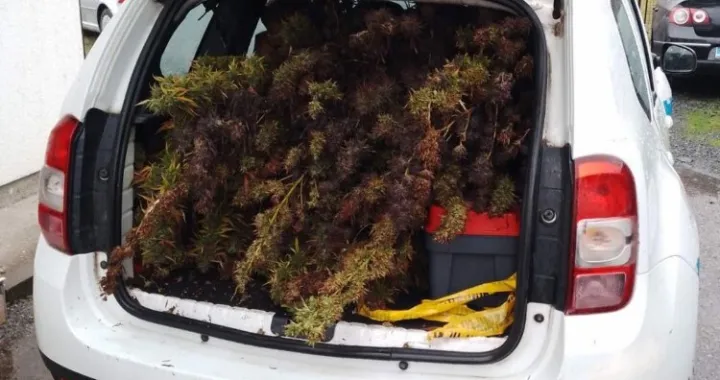 Pronađene stabljike indijske konoplje/PU Doboj//