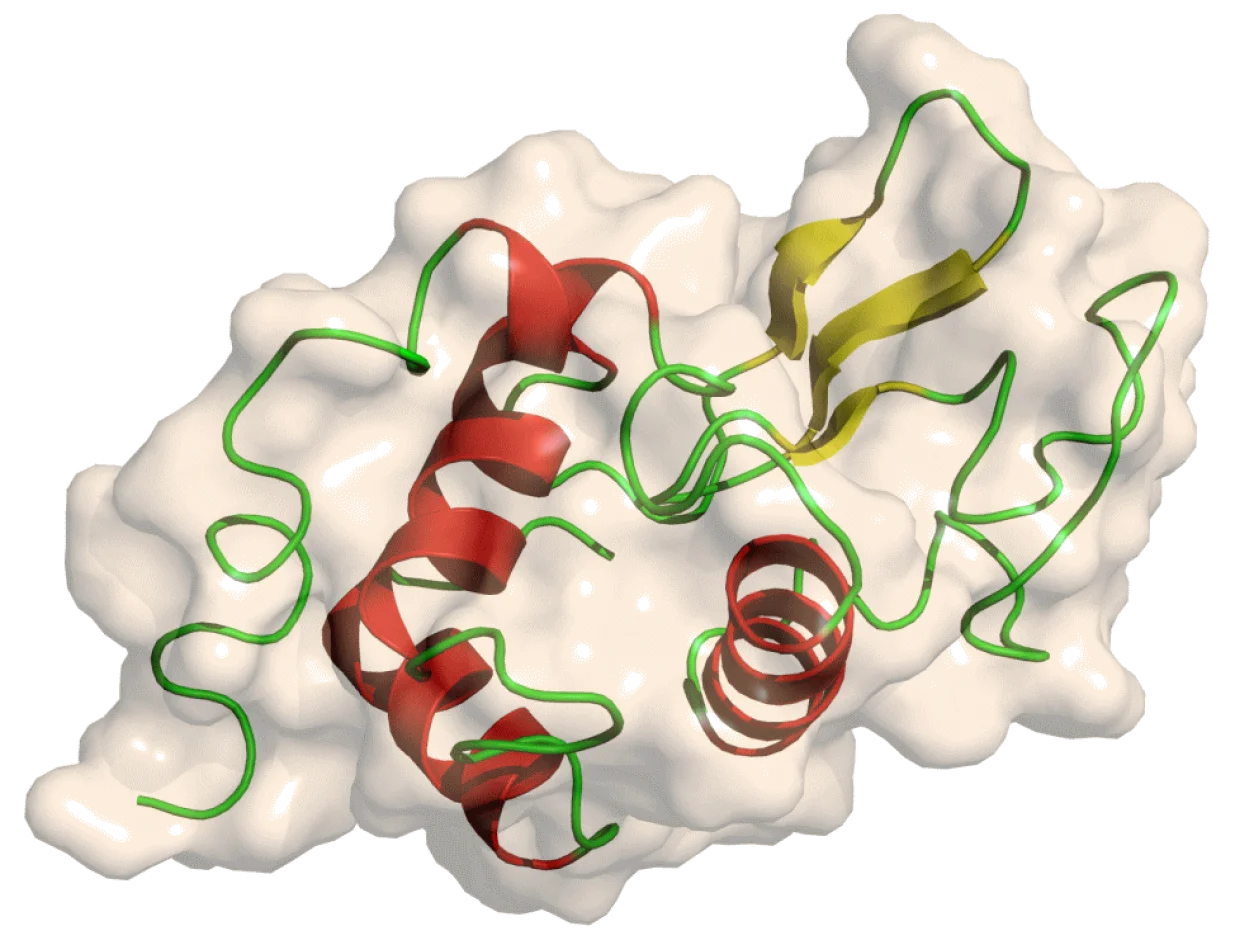 structure of Lysozyme, based on X-ray structure (Organism: Gallus gallus)By Yikrazuul - Vlastito djelo, CC BY-SA 3.0, https://commons.wikimedia.org/w/index.php?curid=204021/Foto: Yikrazuul