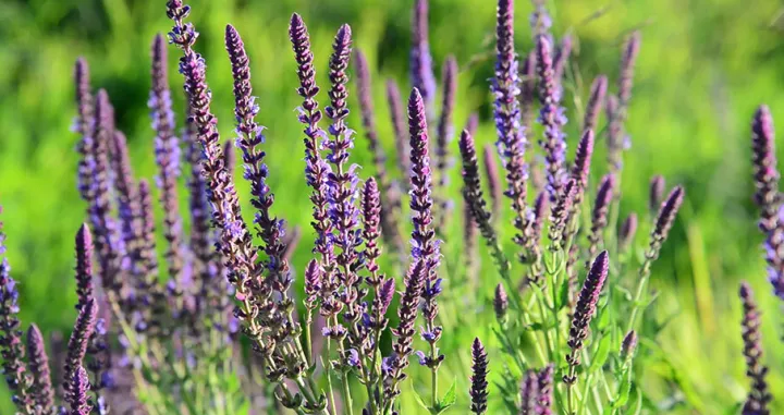 Prirodni saveznik za spokojan san i pozitivnu energiju/Pharmacy