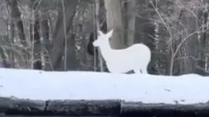 Albino jelen viđen u šumi/Reddit
