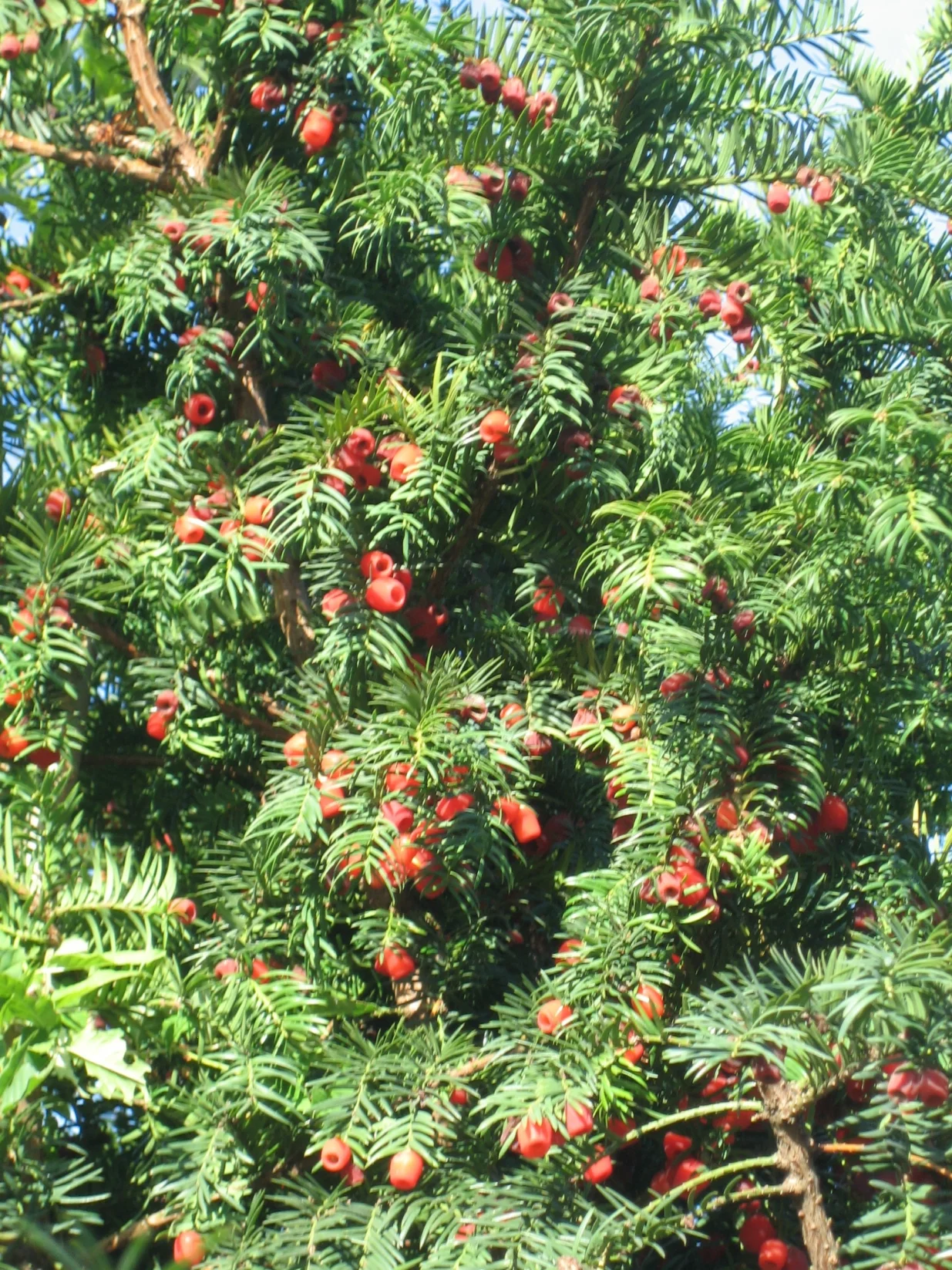 Mesnati plodovi__arilusi__na_zenskim_biljkama/