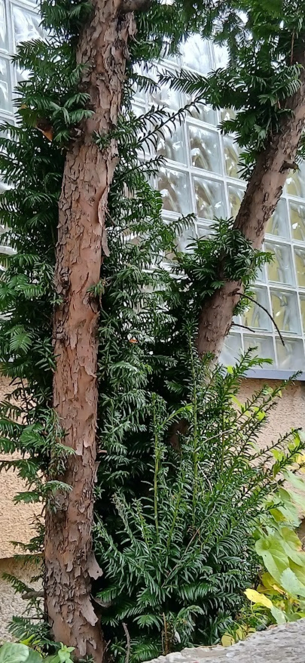 Tisa se_obnavlja_i_iz_starog_drveta/