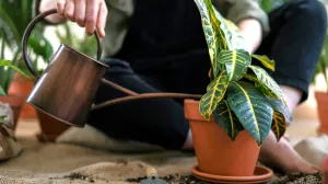 zalijevanje cvijeća//