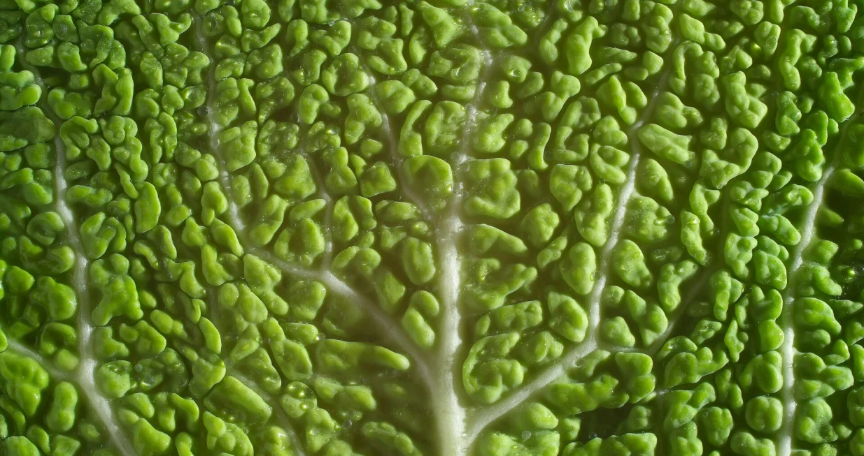 kelj, povrće, lisnato, zeleno, hrana/Immo Wegmann