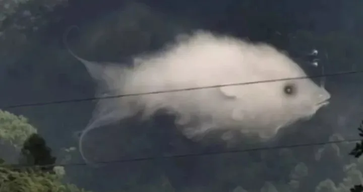 Šta ste prvo vidjeli na iluziji?/