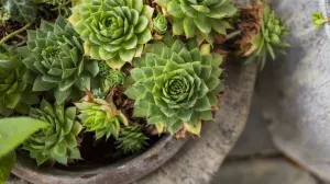 Iznimno zdrava/Free Pik