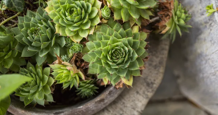 Iznimno zdrava/Free Pik