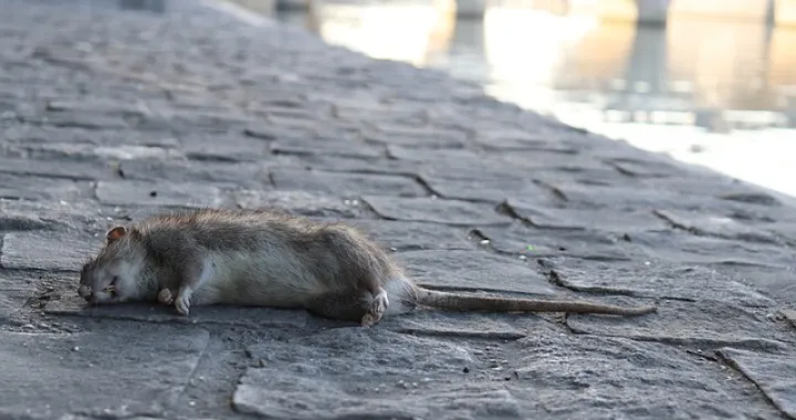 Štakori mogući ključ rješenja/Pixabay/Ilustracija/