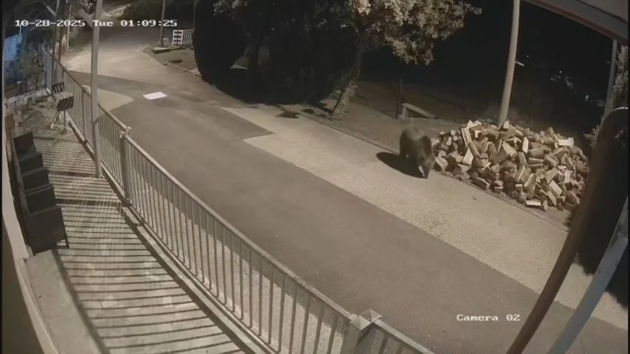 Medvjedi hodaju selima u Hrvatskoj/Dnevnik.hr