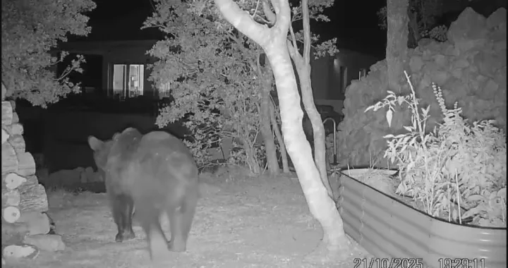 Medvjed blizu kuće/Dnevnik.hr