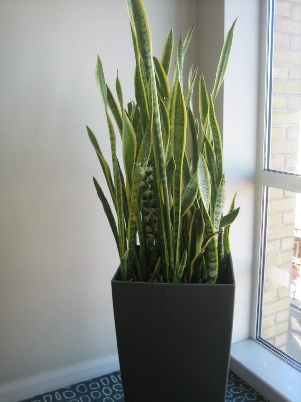 Sansevijerija je lijepa i jednostavna za održavanje/