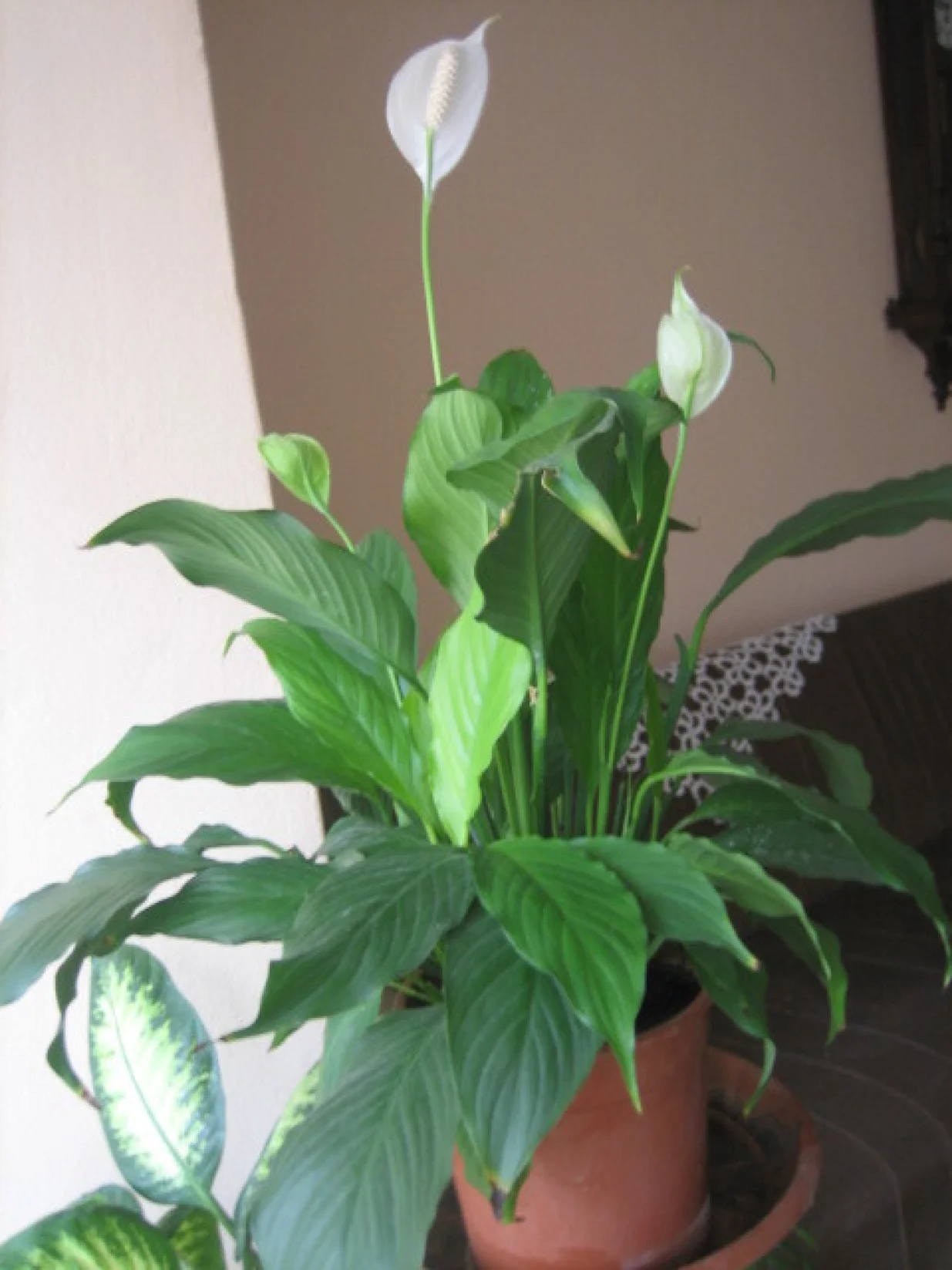 Spatifilum čisti zrak/