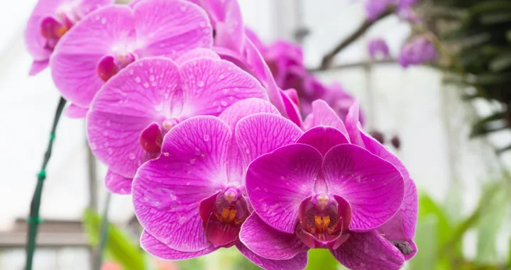 Izgledaju zdravo, ali korijen trpi/Free Pik