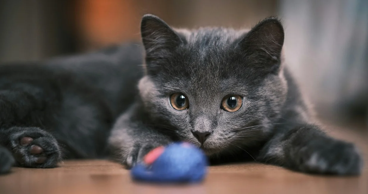 Nemojte ih imati u kući/Unsplash