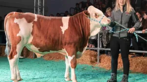 Prodat bik/Printscreen/Facebook//