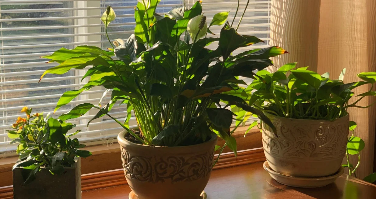 sobne biljke/Unsplash 