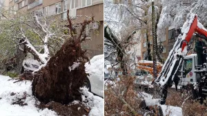 Neka stabla su sa korijenjem iščupana iz zemlje/KJKP Park/Kjkp Park