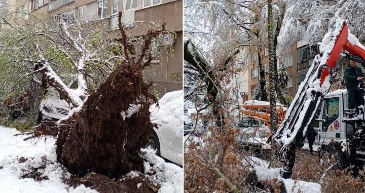 Neka stabla su sa korijenjem iščupana iz zemlje/KJKP Park/Kjkp Park