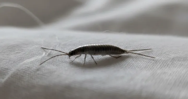 Spriječite najezdu na vrijeme/Ilustracija