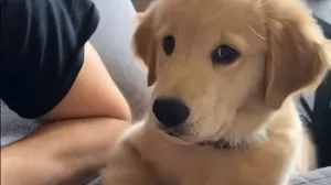 Preslatki psić prvi put zalajao i šokirao samoga sebe/Screenshot