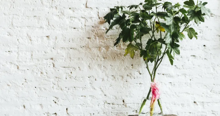 Ugao koji privlači novac/Free Pik