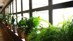 Fabrika puna zelenila/