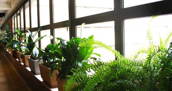 Fabrika puna zelenila/