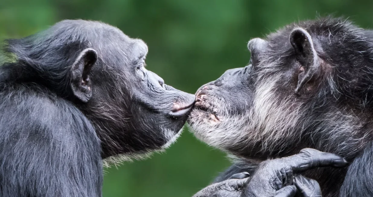 Poljubac je mnogo stariji nego što smo mislili/