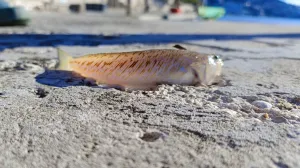 Najotrovnija riba na Jadranu ulovljena u BiH/Screenshot