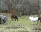 Napušteni konji ostavljaju pustoš kod Višegrada/Bn Tv