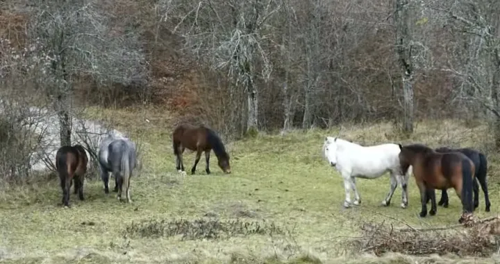 Napušteni konji ostavljaju pustoš kod Višegrada/Bn Tv