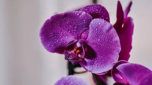 Orhideje mogu cvjetati i zimi//