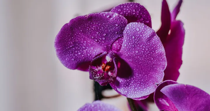 Orhideje mogu cvjetati i zimi//