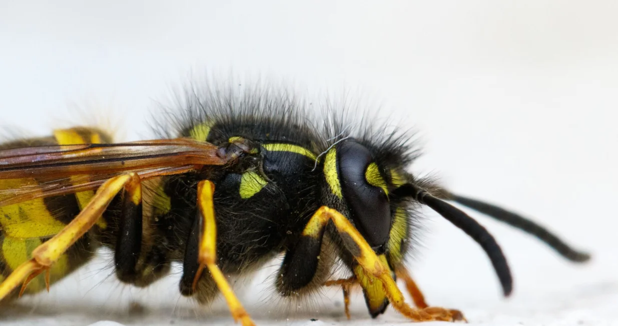 Ubod ose može biti opasan//