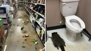 Rakun, WC, pijan, napio se, market, samoposluga, Amerika, alkohol/Hanover County Animal Protection And Shelter