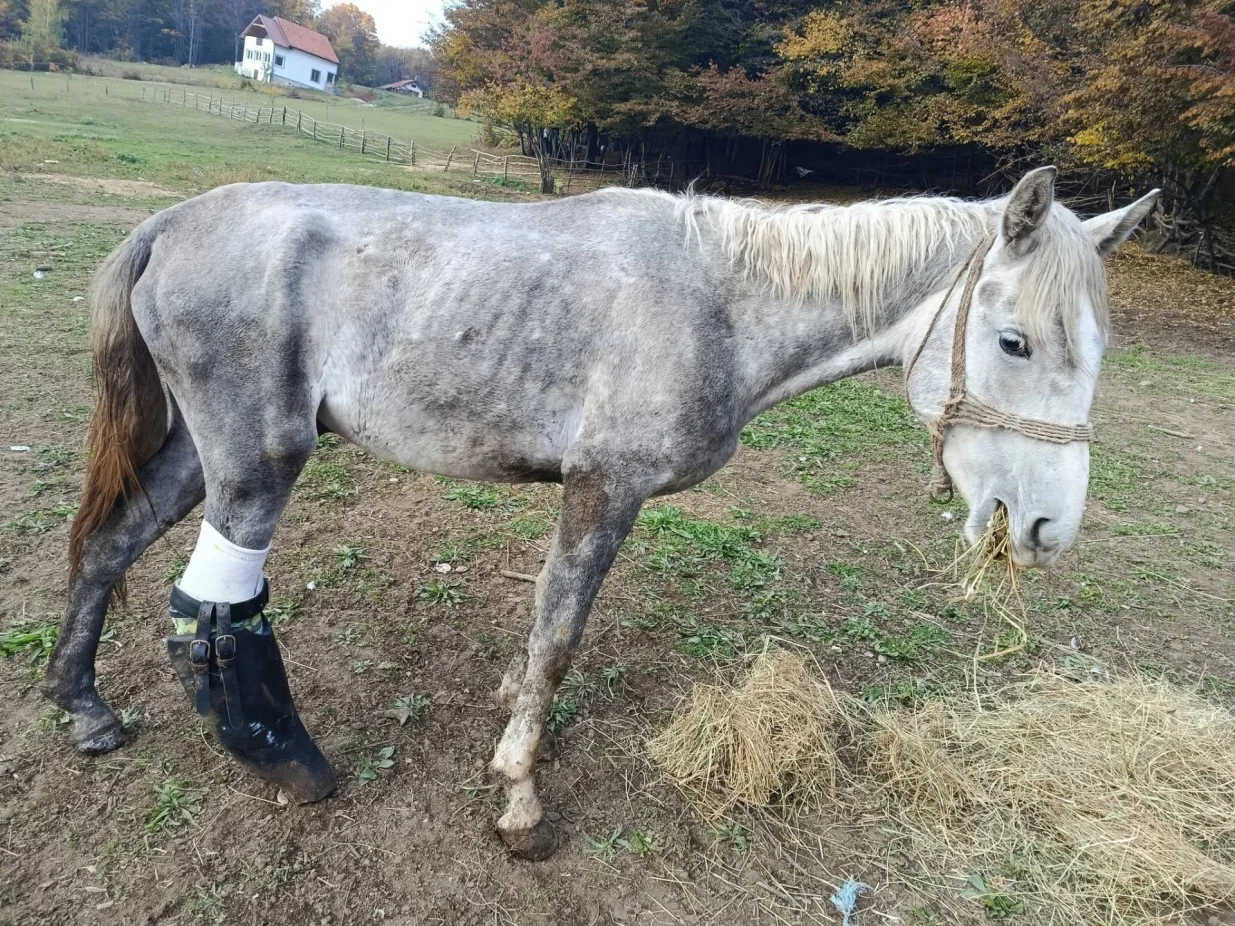 Konj Srećko dobio &scaron;ansu za novi život zahvaljujući savremenoj 3D print tehnologiji/Facebook
