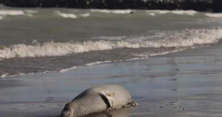 Uginuli tuljan/Anadolija/X.com//