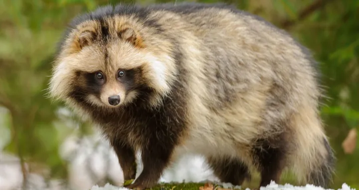 Studija povezuje rakunopse s tržnicom Huanan u Wuhanu/