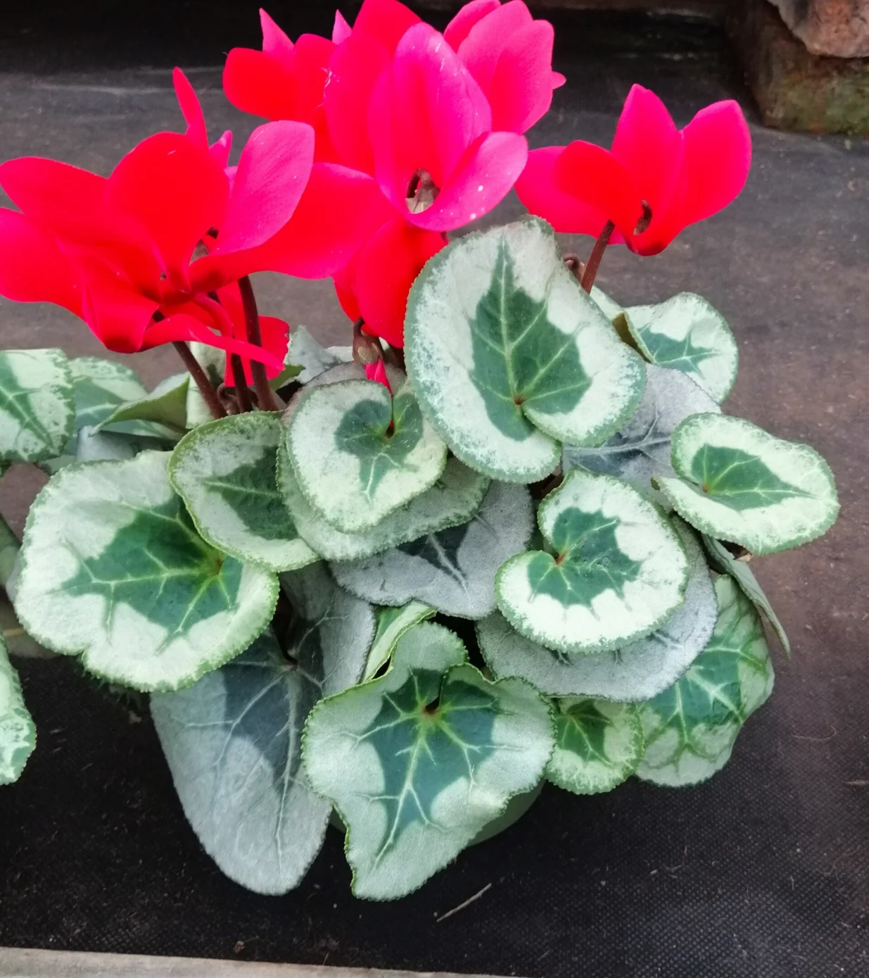 Ciklama puna cvjetova i dekorativnih listova/