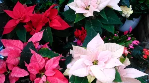 Noviji kultivari božićnjaka mogu biti u raznim bojama/