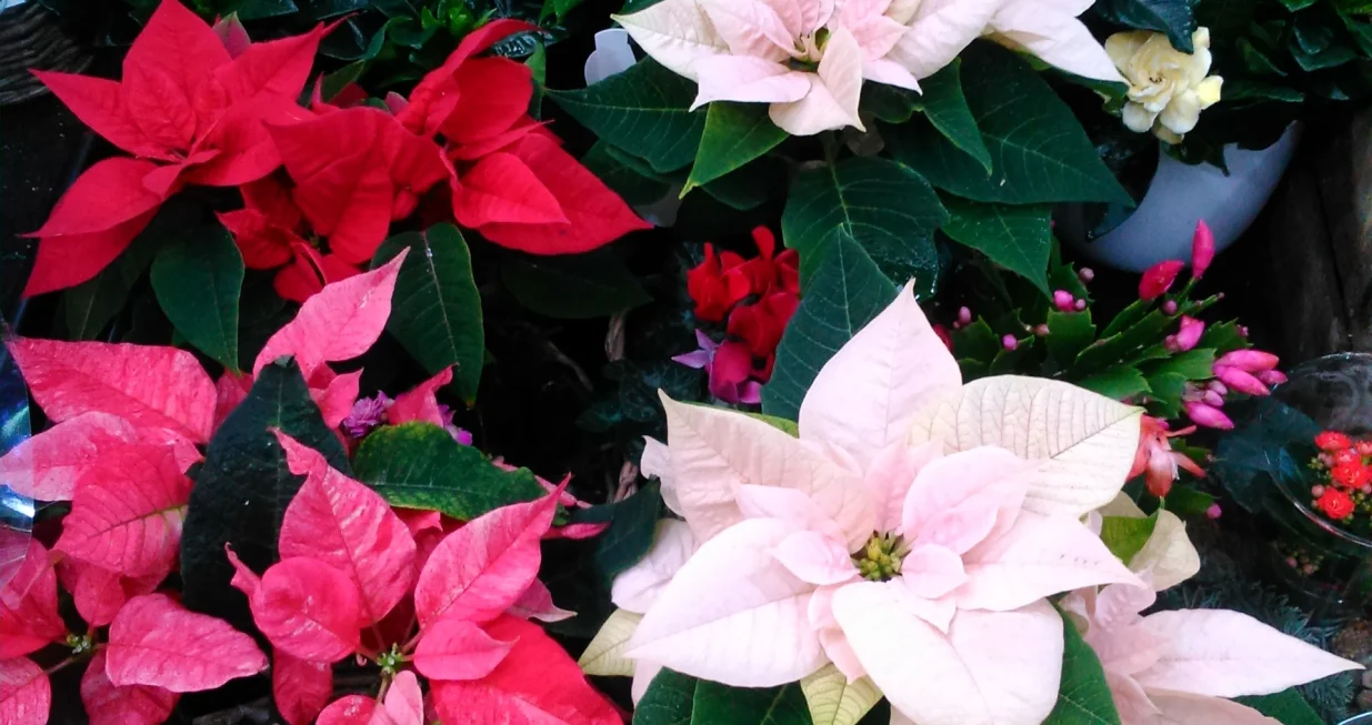 Noviji kultivari božićnjaka mogu biti u raznim bojama/
